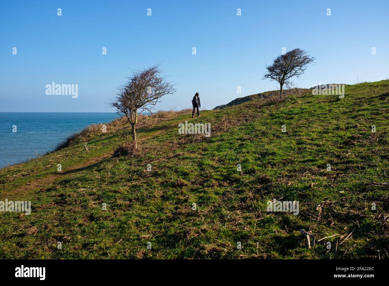 Donna che cammina sul sentiero costiero vicino a Strumble Head, Galles. Foto Stock