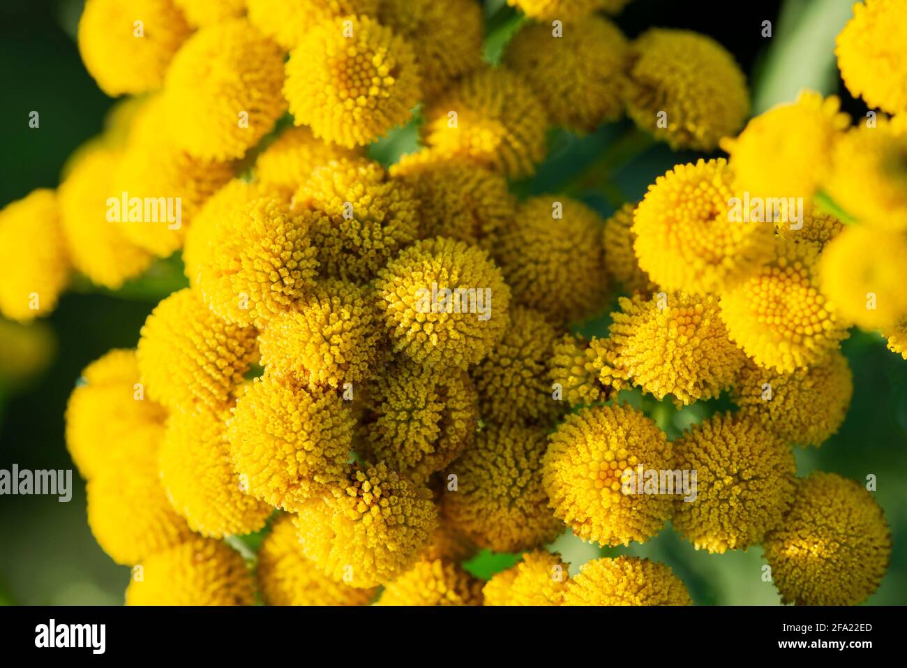 Infiorescenze gialle del primo piano del fiore di elichrysum. Il concetto di piante medicinali Foto Stock