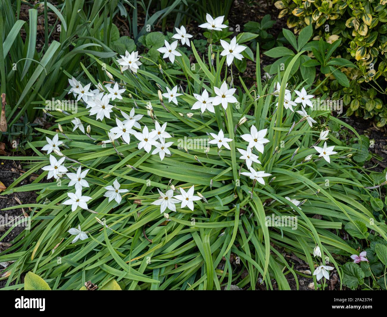 Un grumo del bulbo della molla Ipheion Alberto Castillo mostrando i fiori cremosi di stelle bianche Foto Stock