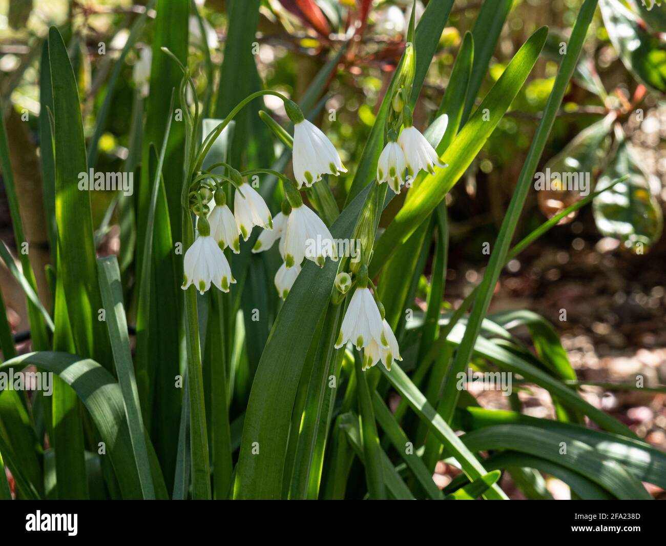 Un gruppo di fiori bianchi sospesi a forma di campana di L'estate fiocco di neve Leucojum aestivum Gravetye Gigante Foto Stock