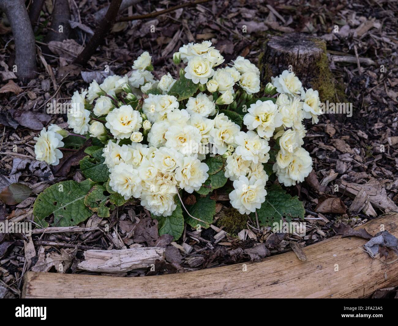 Un grumo di Primula 'Belarina Cream' coperto di color crema fiori doppi Foto Stock