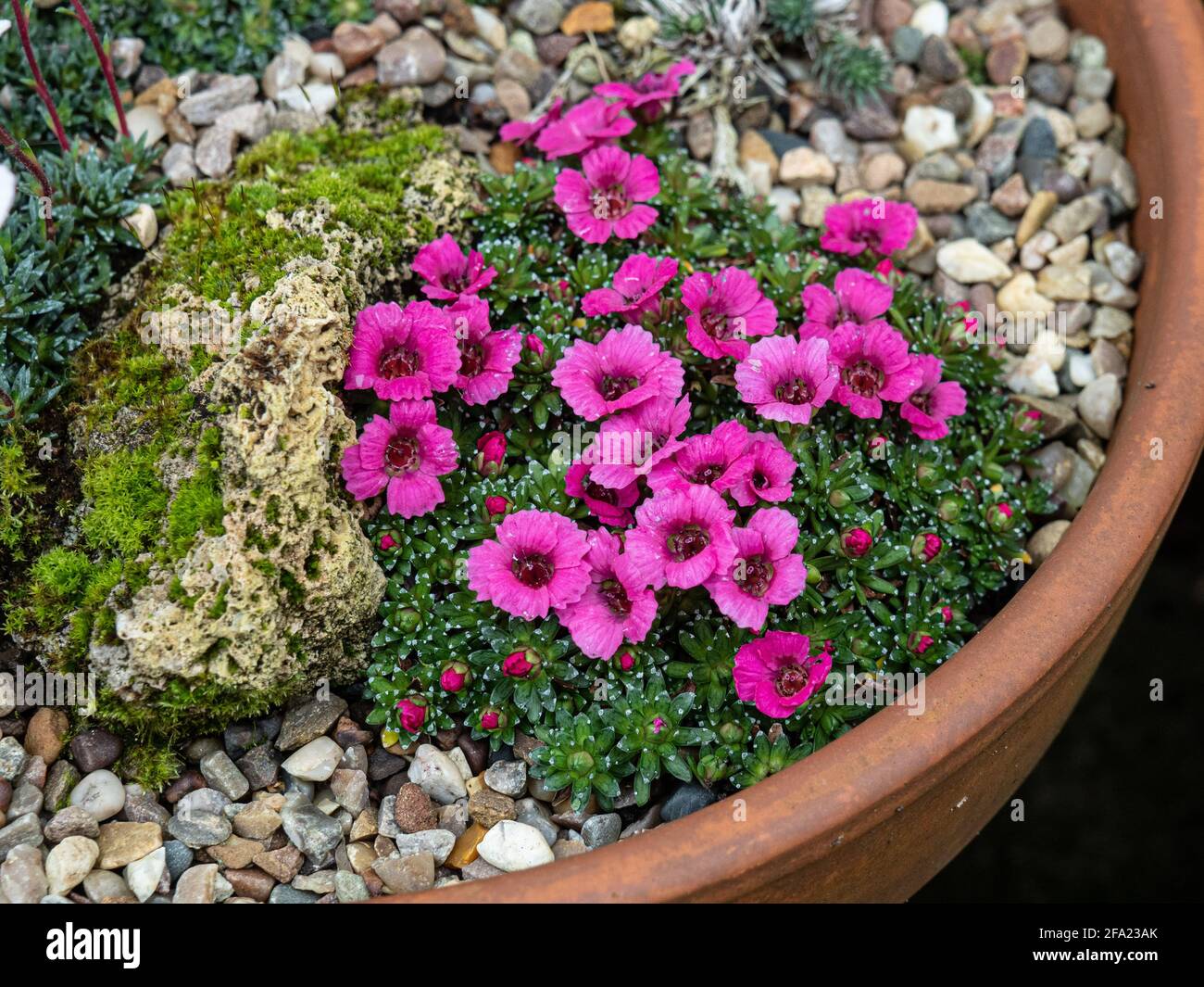 Una pianta della kabschia Saxifrage Satchmo che cresce in un padella di terracotta e con i fiori rosa profondi Foto Stock