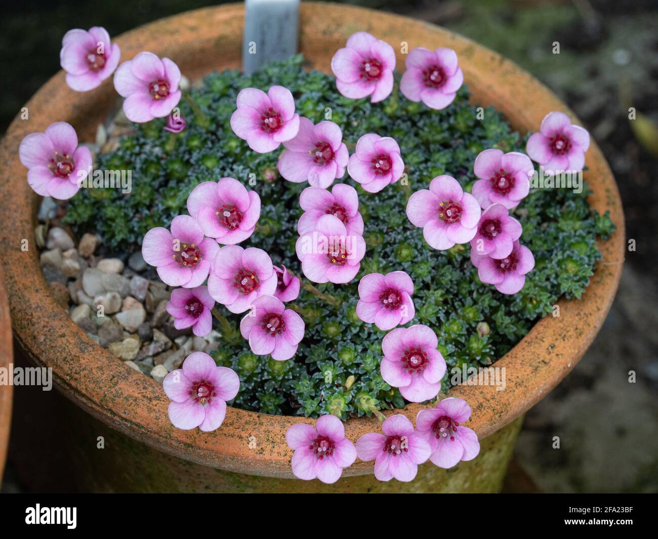 Una pianta della kabschia Saxifrage Cranbourne che cresce in un padella di terracotta e con i fiori rosa pallido Foto Stock