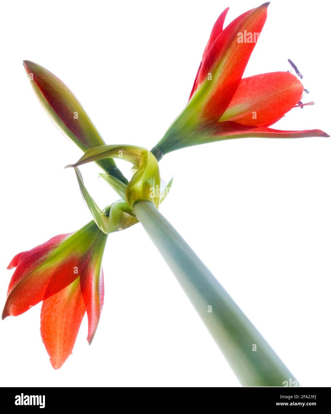 amaryllis (Hippeastrum Hybride), fiori, ritaglio Foto Stock