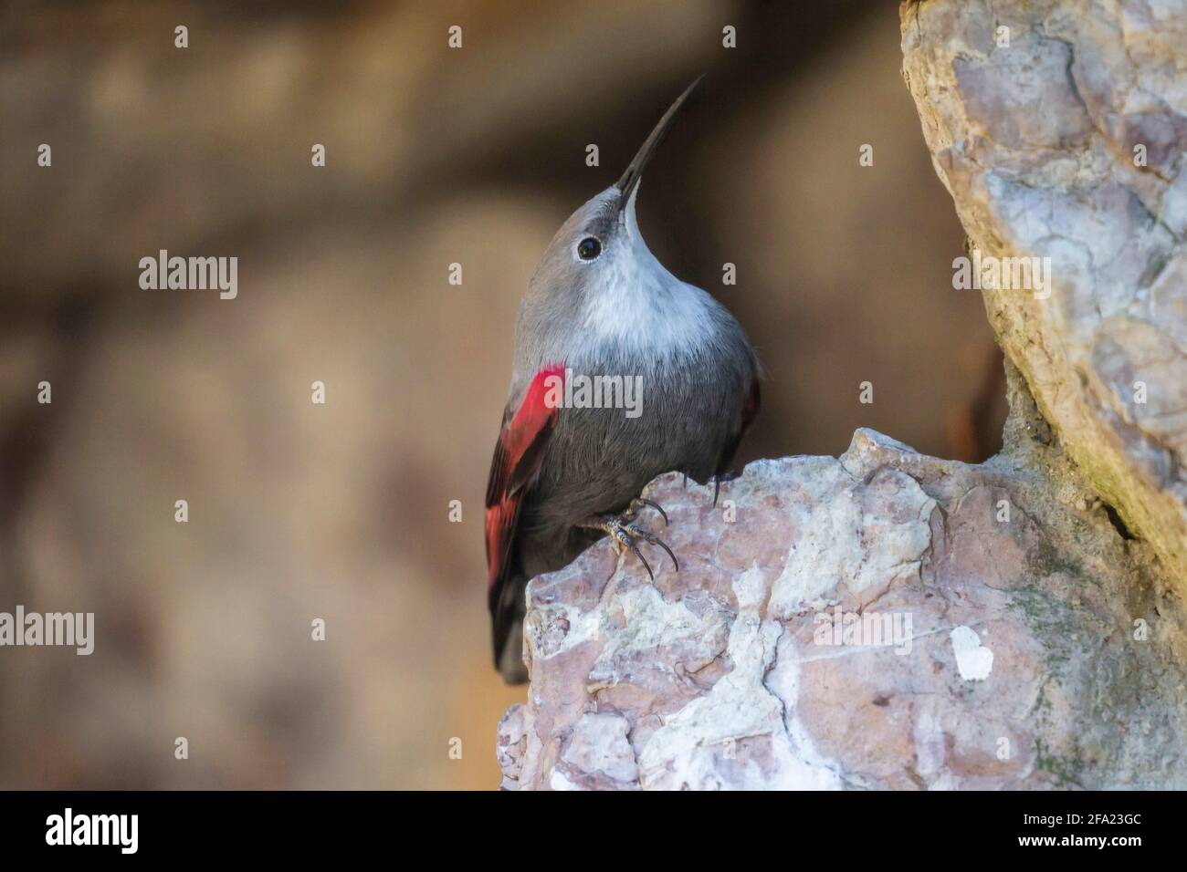 Wallsuperriduttore (Tichodroma muraria), si siede su una pietra che guarda in alto, Austria, Tirolo Foto Stock