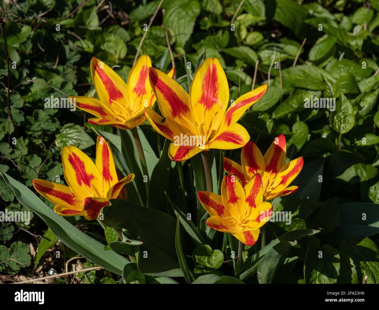 Un piccolo gruppo di fiori rossi a strisce gialle di Bandiera spagnola del Tulip Foto Stock
