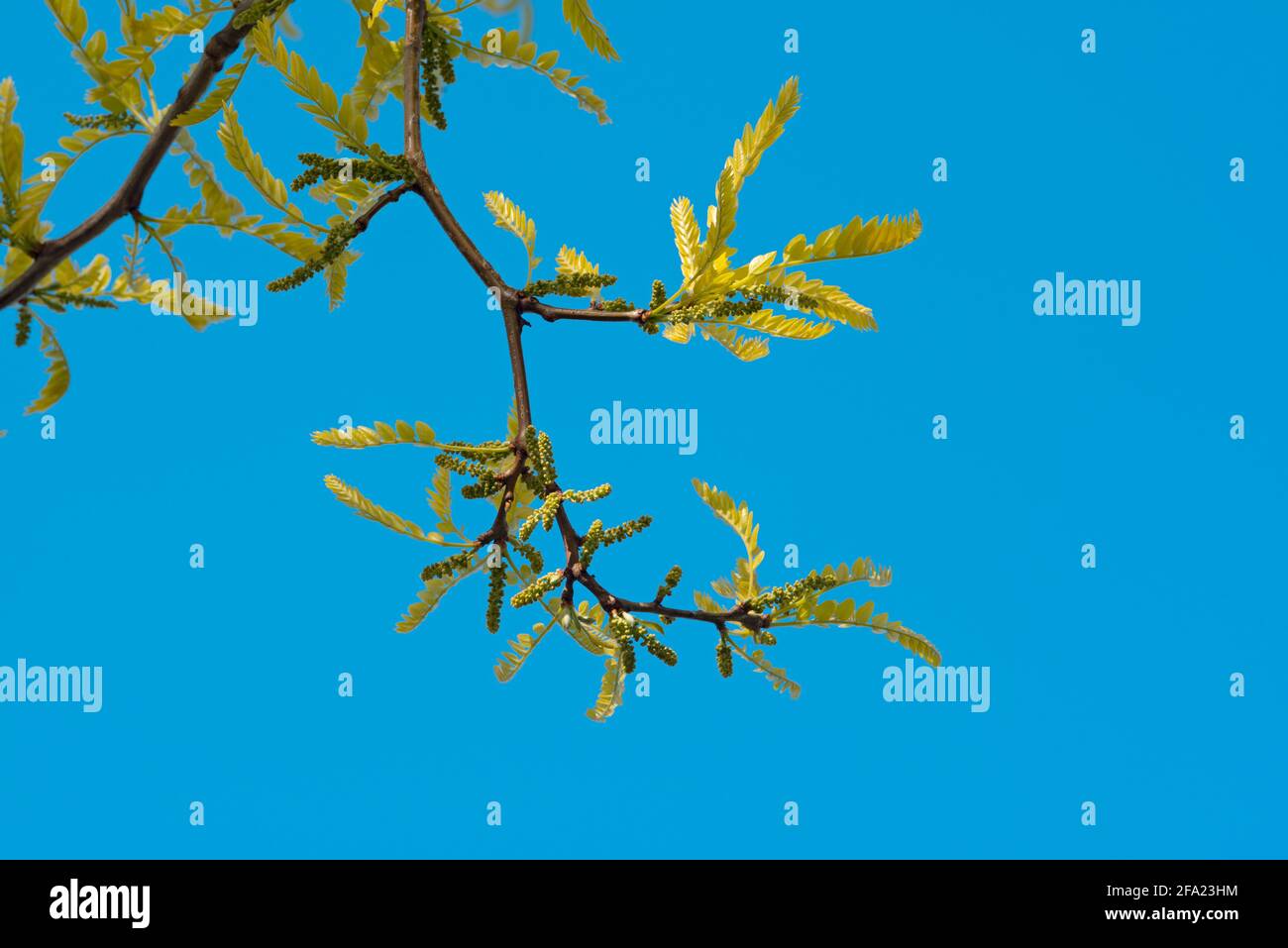 Miele Locust Tree, Gleditsia Triacanthos Foto Stock