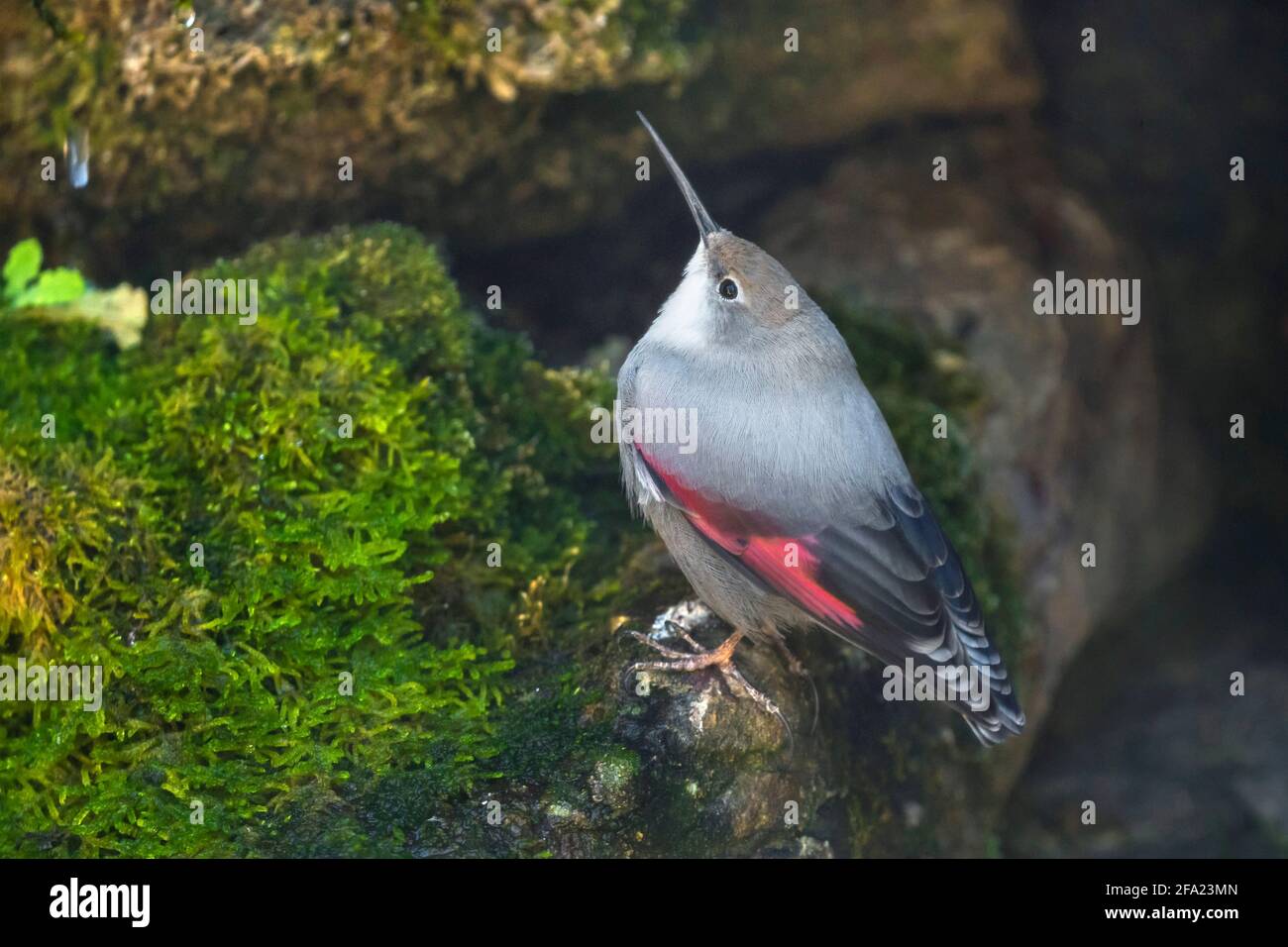 Il superriduttore a parete (Tichodroma muraria), si trova su una pietra mussosa, Austria, Tirolo Foto Stock