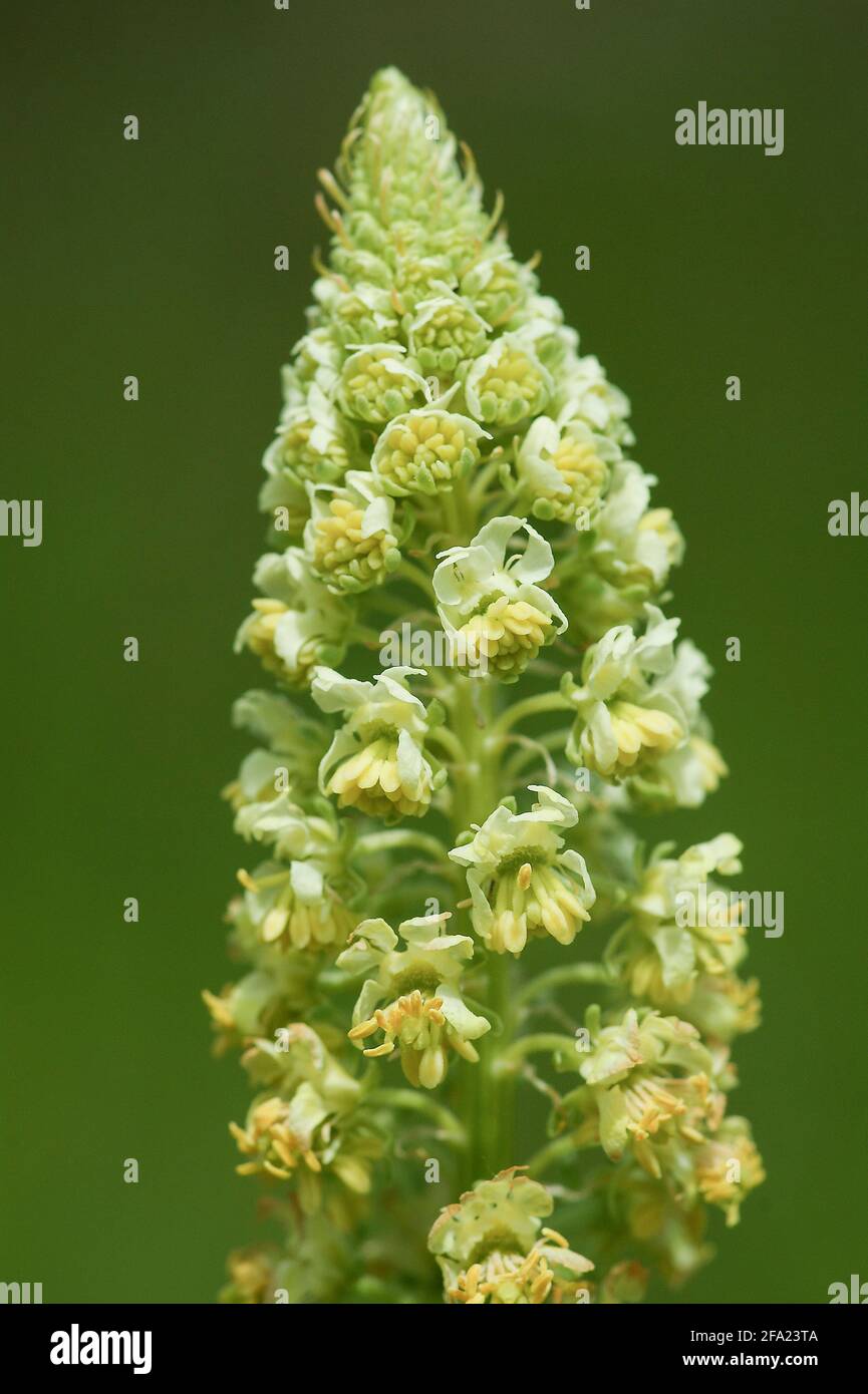 Il razzo di Dyer, l'erbaccia di Dyer, Weld, Woold, l'erbaccia gialla (Reseda luteola), il razzo di Dyer in fiore selvatico, Germania, Nord Reno-Westfalia Foto Stock