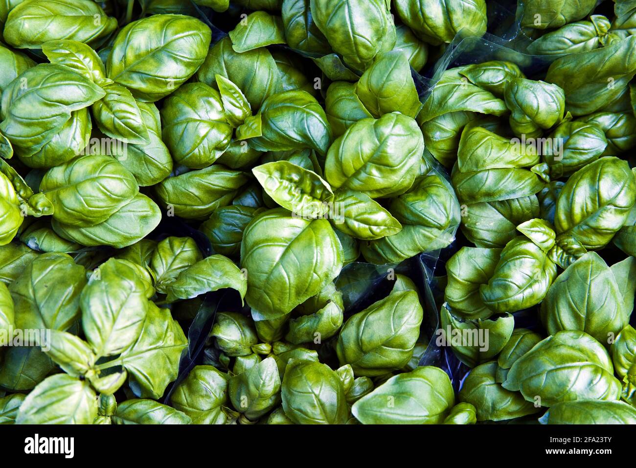 Basilico dolce (Ocimum basilicum), basilico, vista dall'alto Foto stock -  Alamy