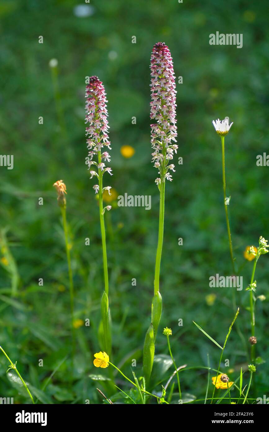 Orchidea bruciata, orchidea bruciata, orchidea bruciata (Orchis ustulata, Neotinea ustulata), due infiorescenze, Austria, Tirolo Foto Stock