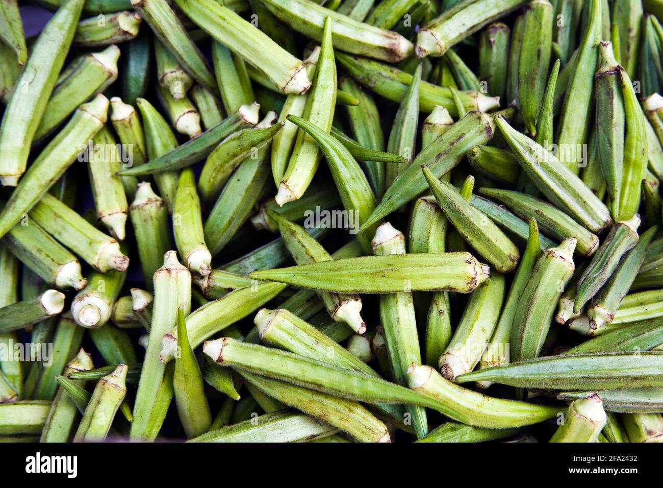 Gobo, okra, okro, dita delle Signore, ocro (Hibiscus esculentus, Abelmoschus esculentus), frutti di okra Foto Stock