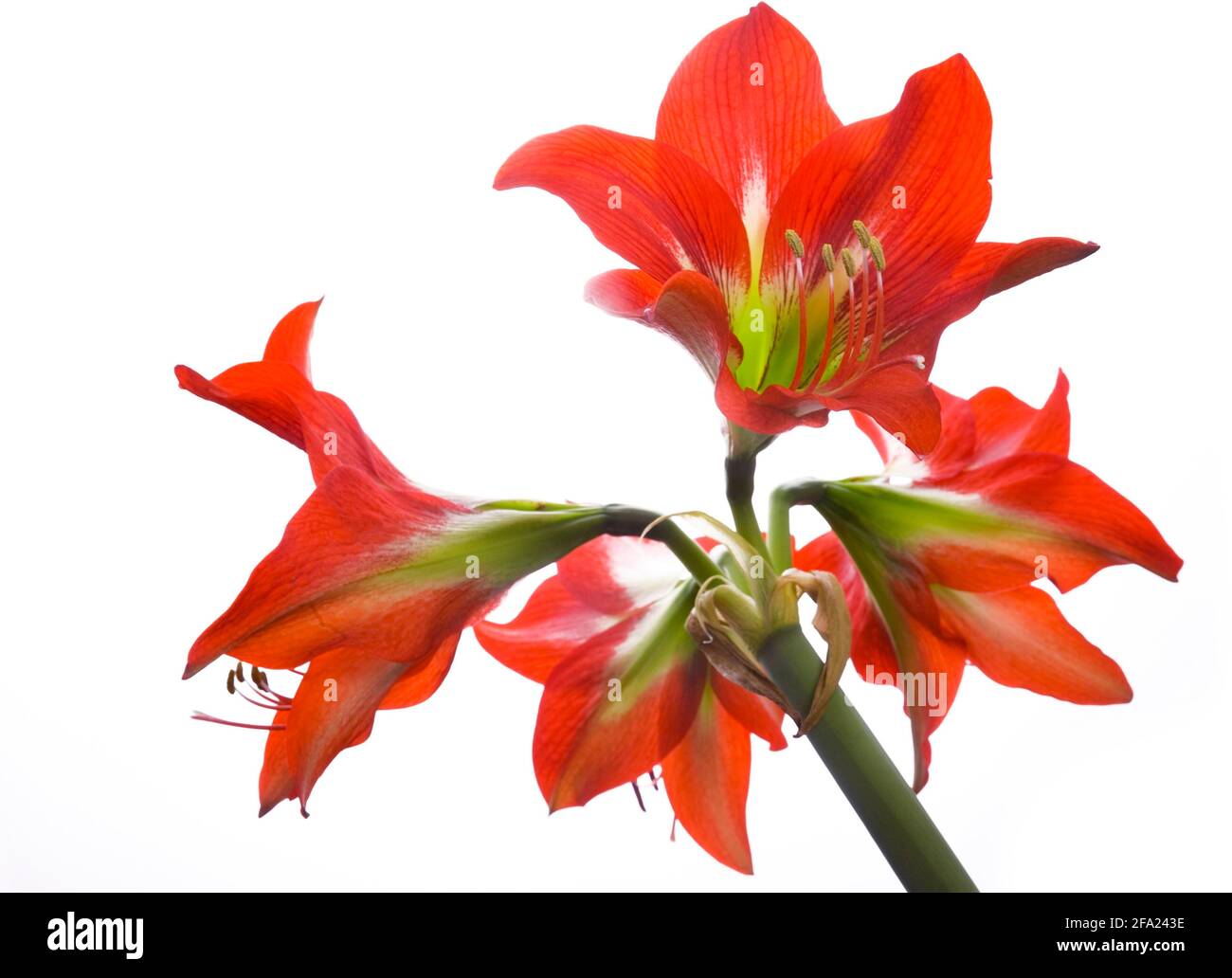amaryllis (Hippeastrum Hybride), fiori, ritaglio Foto Stock