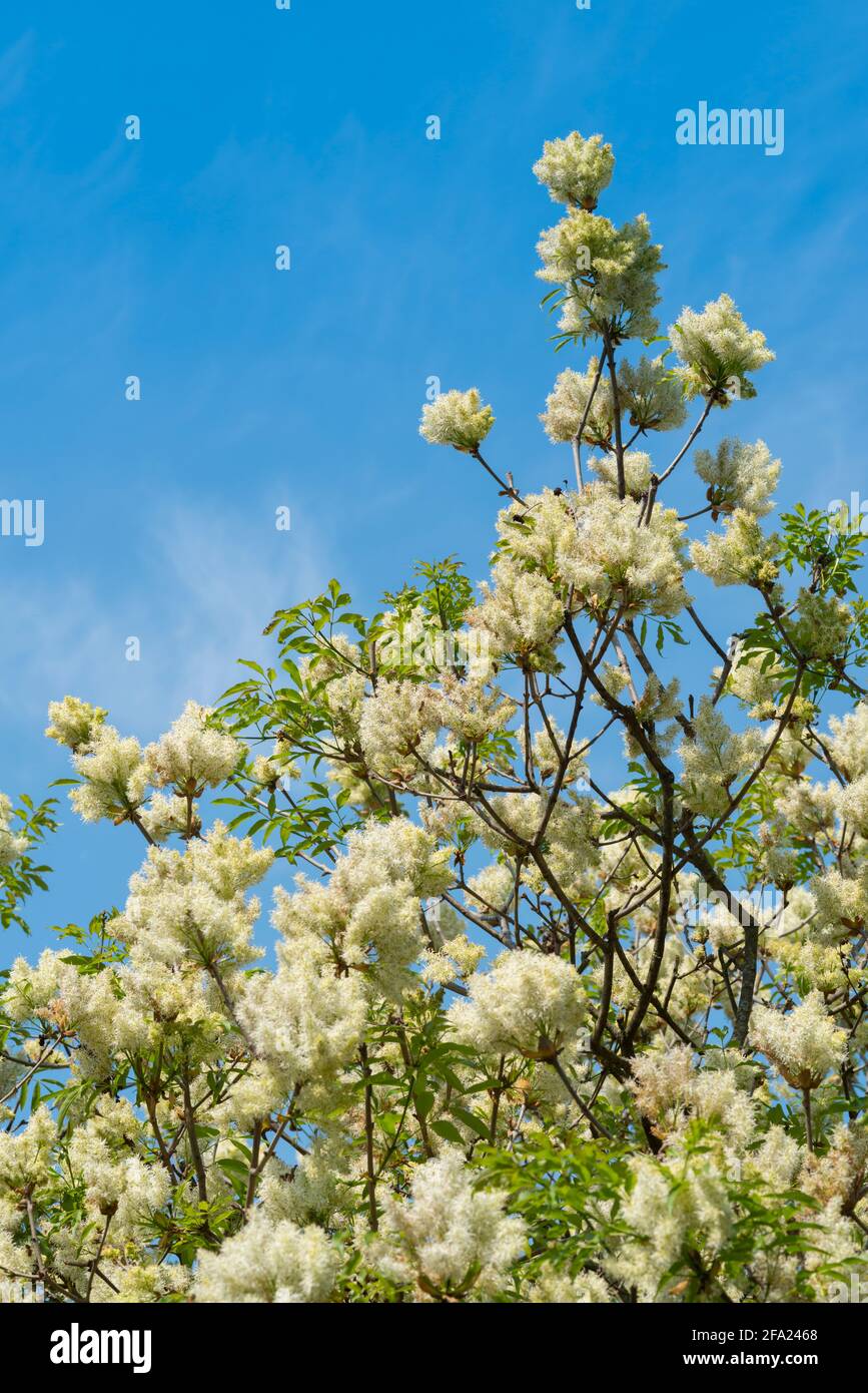 Manna Frassino albero, Fraxinus ornus, fioritura Foto Stock