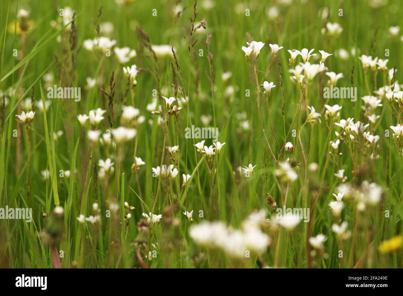 Sassifrage di prato (Saxifraga granulata), bloomin in un prato, Austria Foto Stock