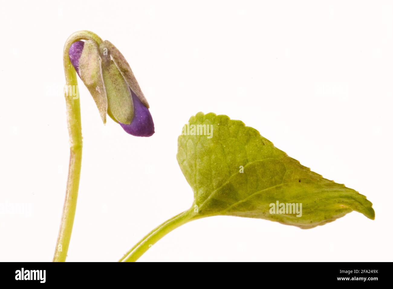 Viola inglese, viola dolce (Viola odorata), in bud, Austria Foto Stock