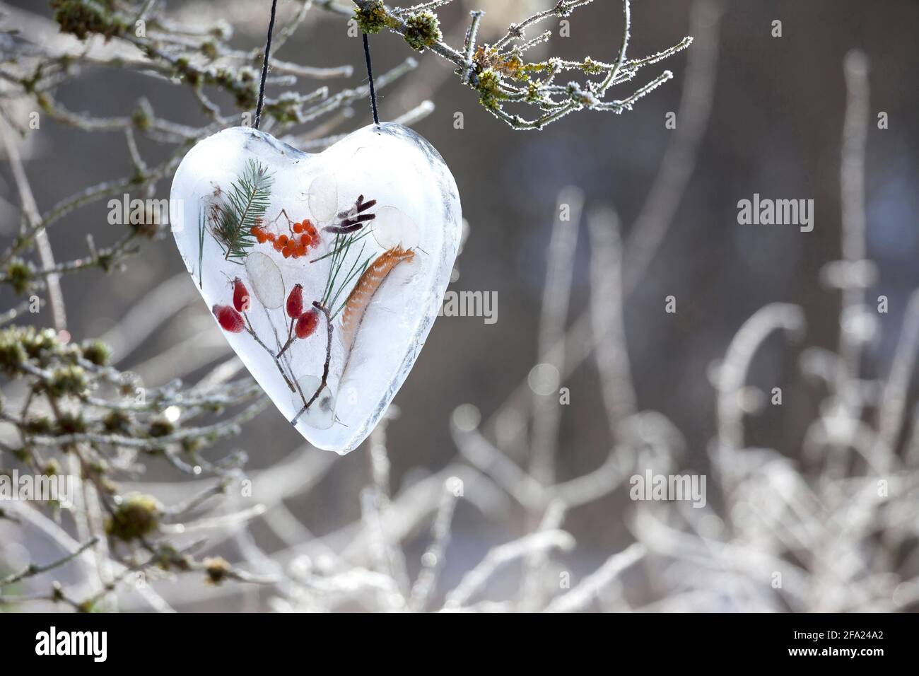 cuore fatto di ghiaccio con materiali naturali racchiusi come fianchi di rose, ramoscelli, piume, bacche di rowan, foglia d'argento , Germania Foto Stock