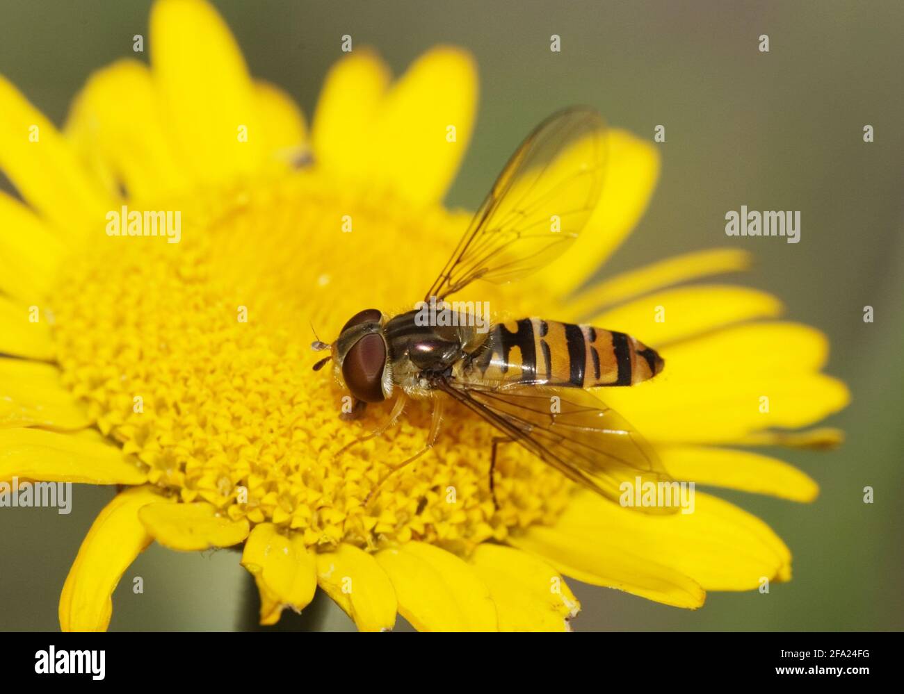 Marmalata hoverfly (Episyrphus balteatus, Epistrophe balteata), su occhio di bue, Germania, Baviera Foto Stock
