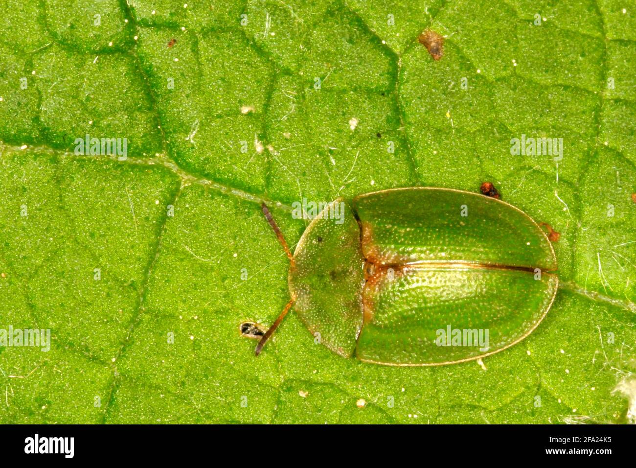 Il betle di tartaruga di Thistle (Cassida rupiginosa), siede su una foglia, Austria Foto Stock