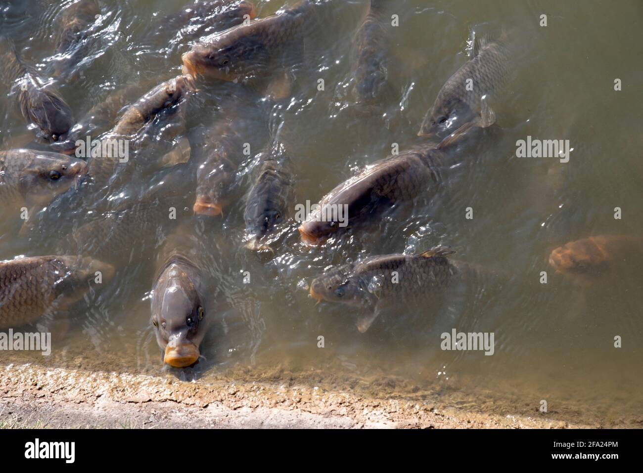 Un certo numero di carpa di Koi in un laghetto sulla superficie mentre si alimenta. Foto Stock