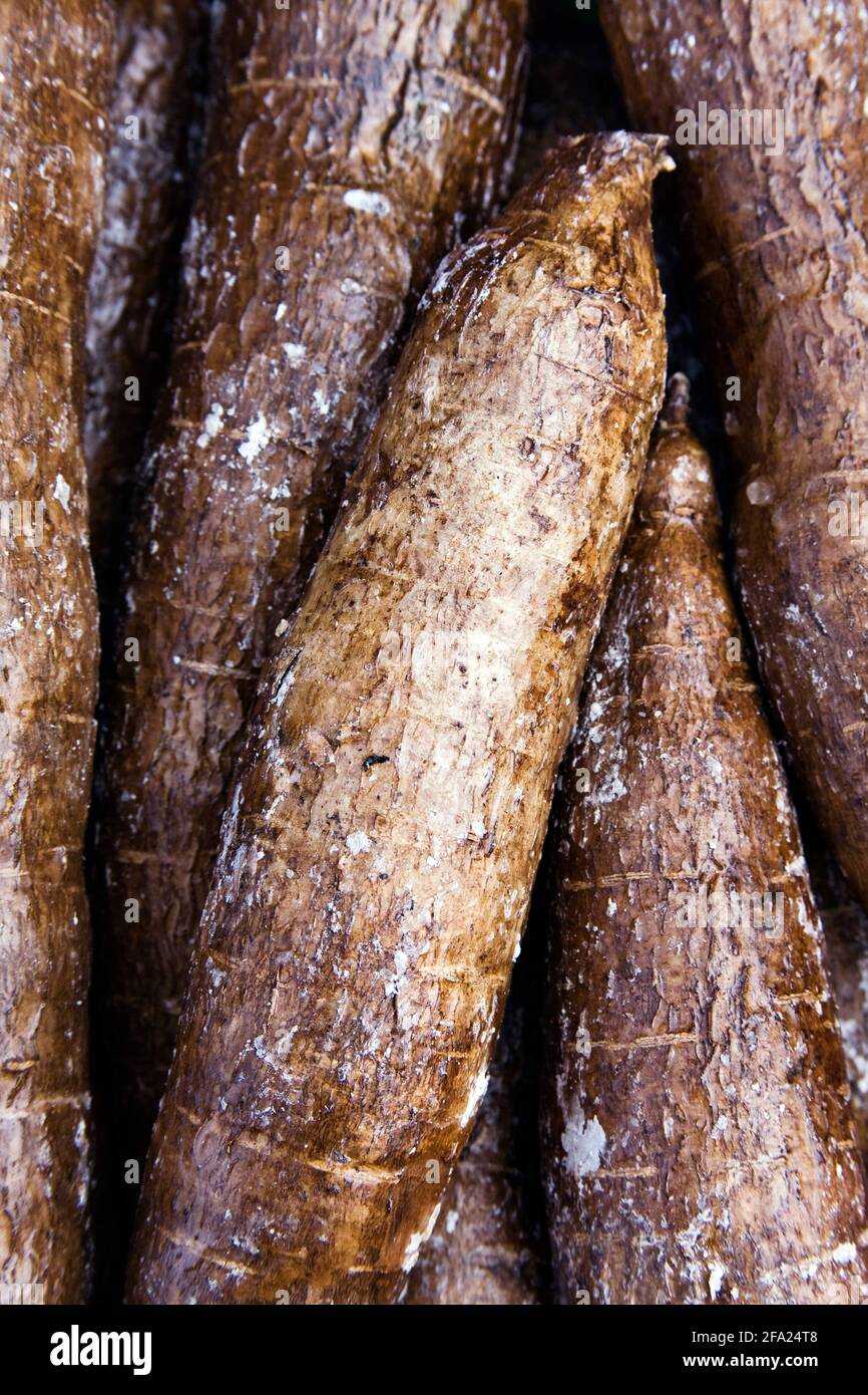 Manioca, Manioc, Tapioca, Tapioca (escolenta manioca), manioca (kasave), tuberi Foto Stock