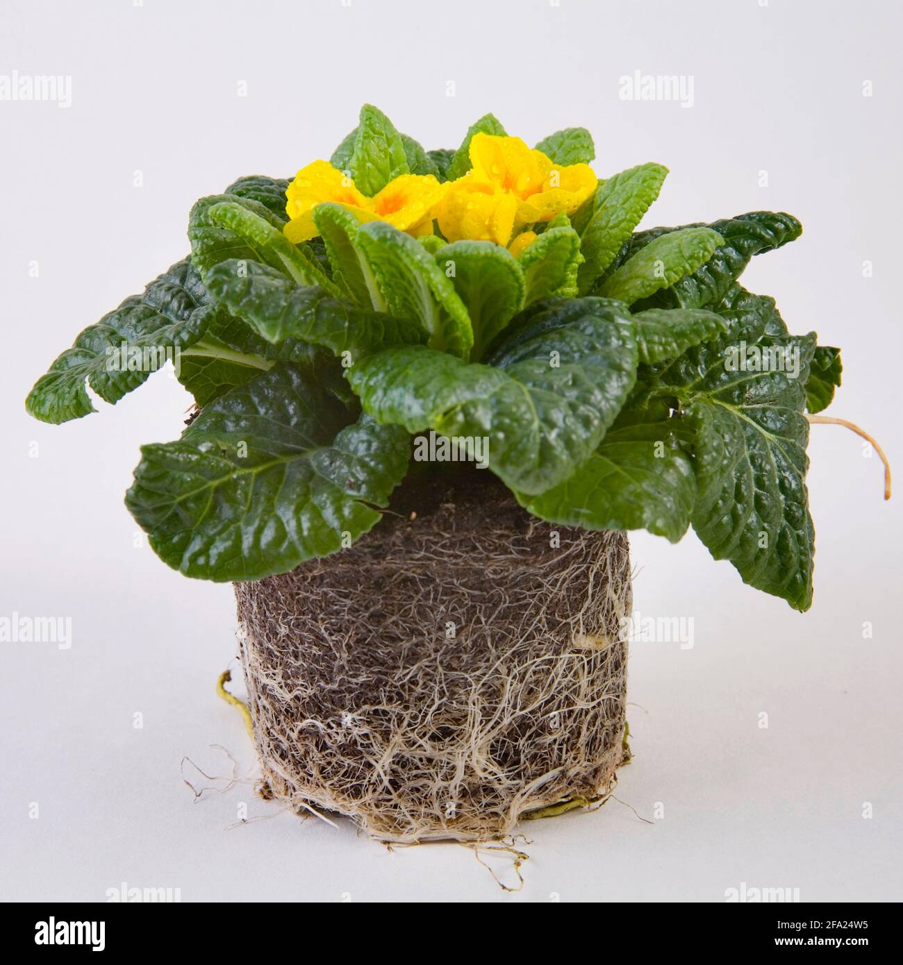 Vera primula inglese (Primula acaulis, Primula vulgaris), primula gialla senza pentola Foto Stock