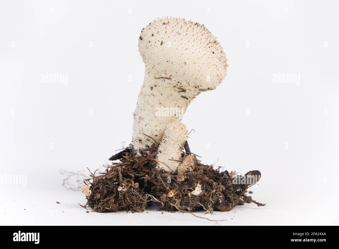 Puffball comune, puffball Warted, puffball gem-borchiato, snuff-box del diavolo (Lycoperdon perlatum, Lycoperdon gemmatum), corpo fruttifero, taglio-out Foto Stock