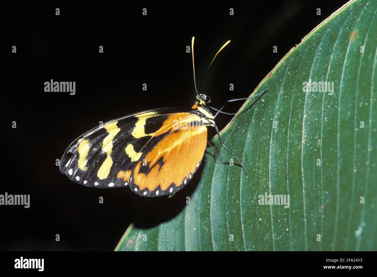 Farfalla ad ala lunga (spec. Heliconius), seduta su una foglia, Costa Rica Foto Stock