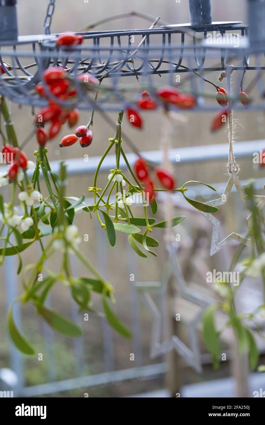 Mistletoe (album secondario Viscum, album Viscum), bouquet di mistletoe, decorazione su una corona di Natale, Germania Foto Stock