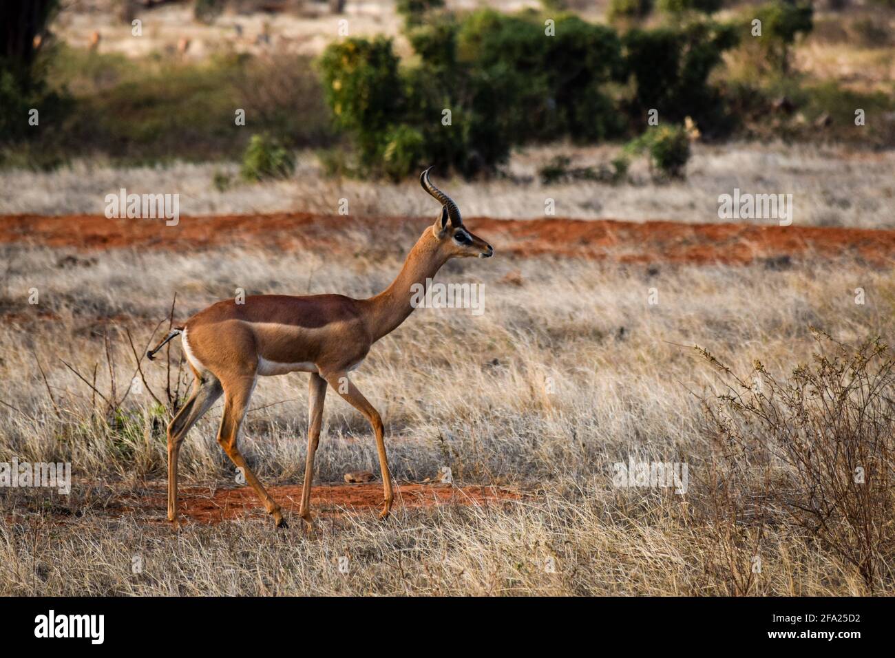 ritratto della gazzella di waller nella savana Foto Stock