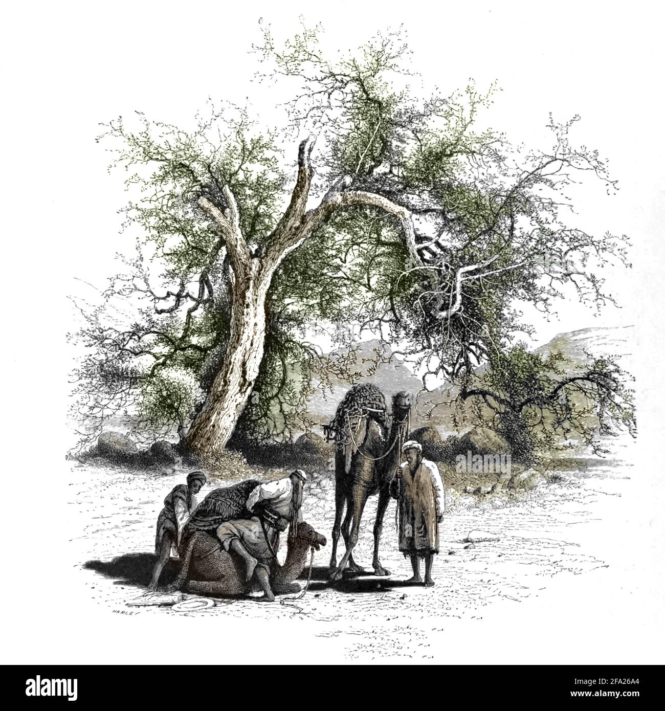 Uomini e cammelli riposano sotto un albero di Acacia in Wady Feiran, Sinai Wood incisione di 'pittoresca Palestina, Sinai ed Egitto' di Wilson, Charles William, Sir, 1836-1905; Lane-Poole, Stanley, 1854-1931 Volume 4. Pubblicato nel 1884 da J. S. Virtue and Co, Londra Foto Stock