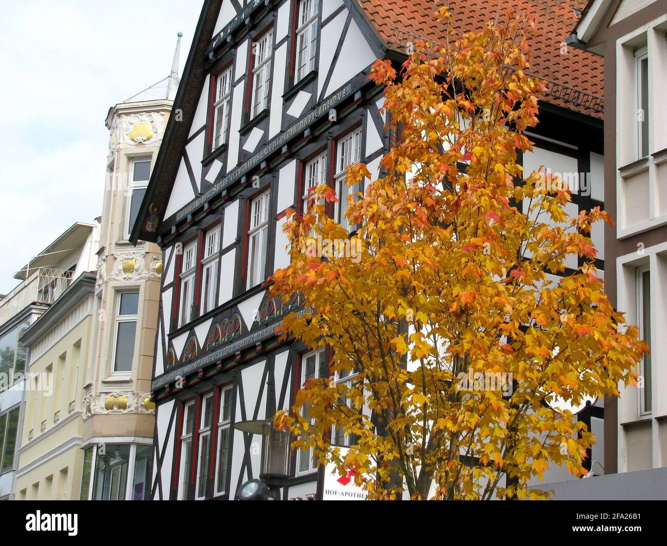 Vecchia casa a graticcio e albero colorato a Detmold, germania Foto Stock