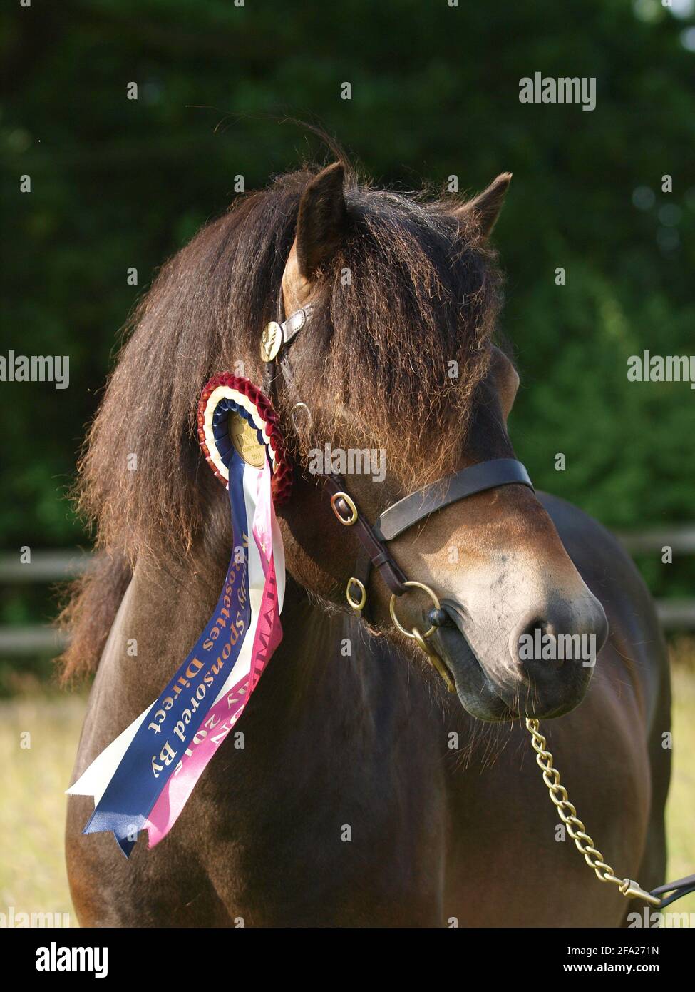 Uno stallone Exmoor vincitore mostra le sue rosette e il suo sash. Foto Stock