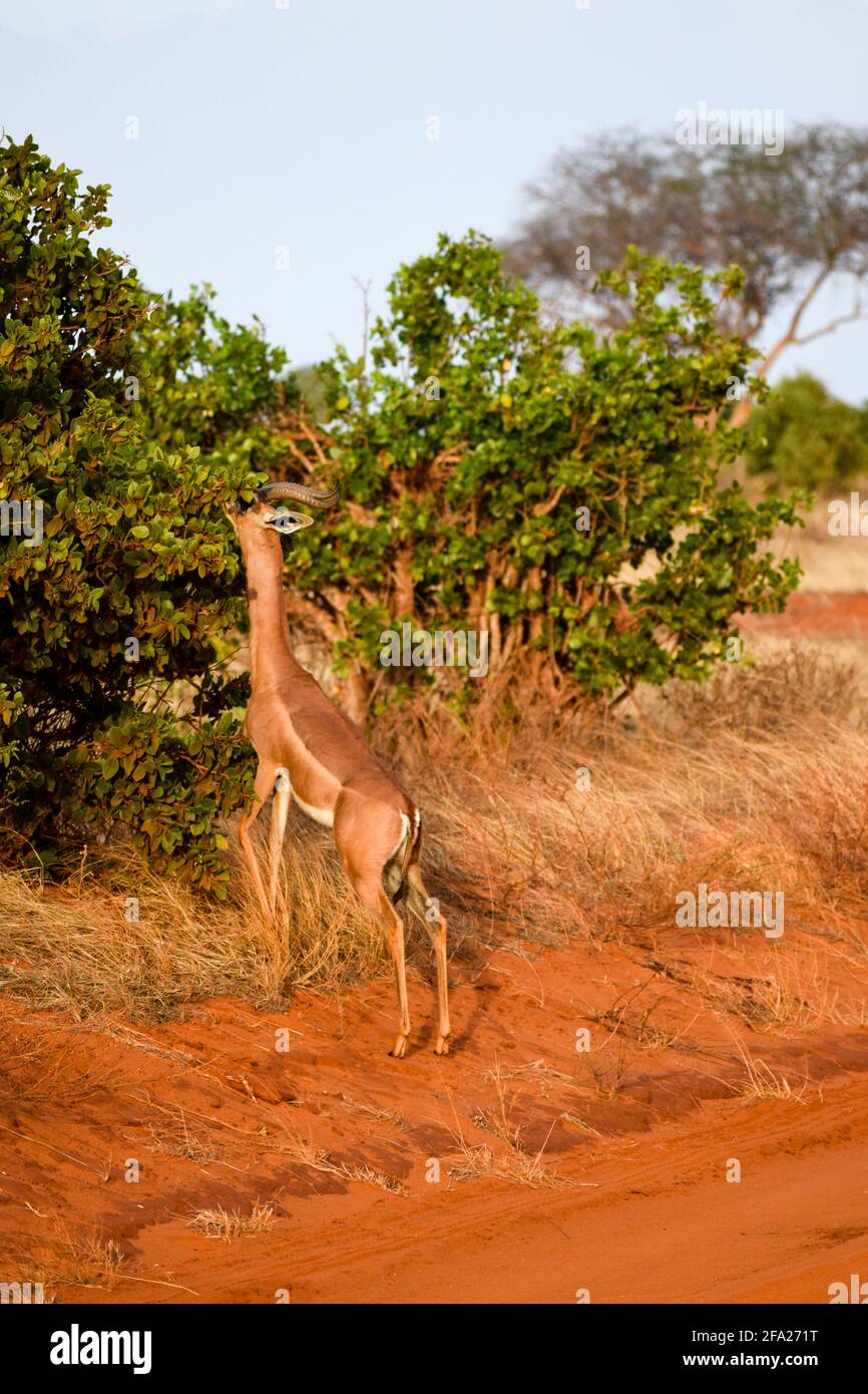 ritratto della gazzella di waller nella savana Foto Stock
