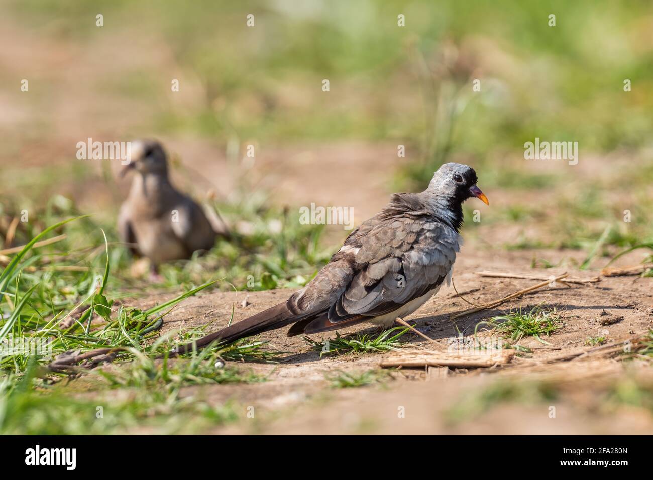 Namaqua dove - Oena capensis, beatful piccola colomba da savana africana e cespugli, lago Ziway, Etiopia. Foto Stock