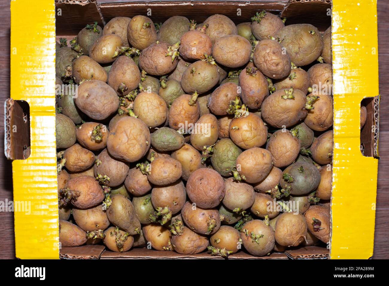 Piccoli tuberi di patate con germogli verdi in una scatola di cartone sono pronti per la piantagione. Piantine di verdure per il giardino. Foto Stock