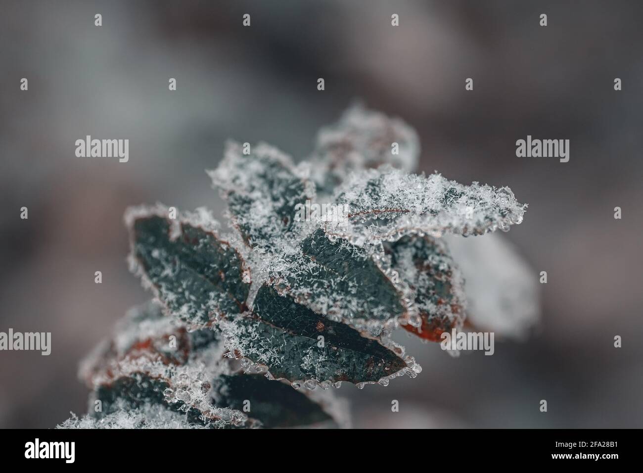 Primo piano di foglie e piante ricoperte di hoarfrost Foto Stock