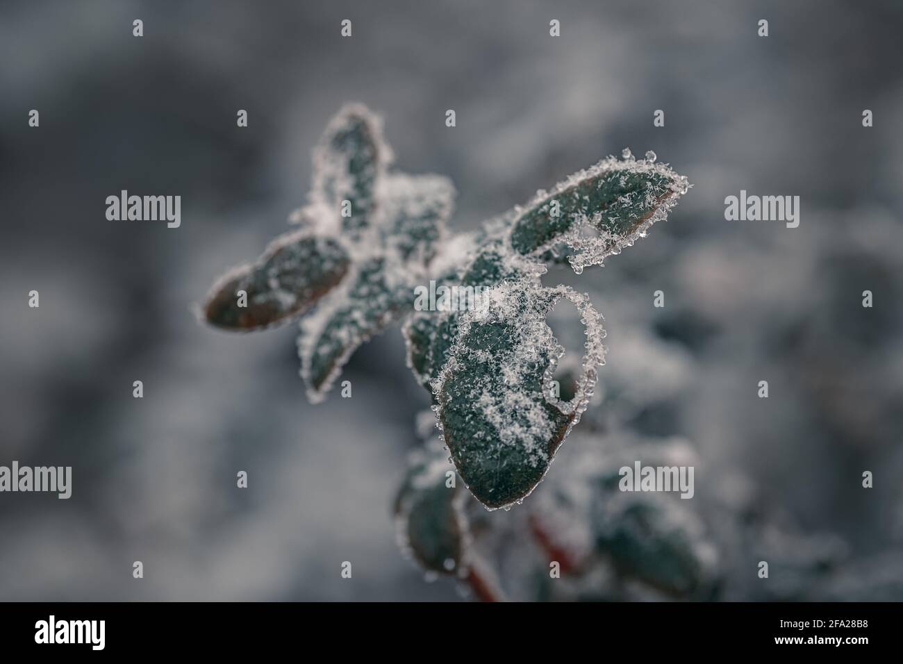 Primo piano di foglie e piante ricoperte di hoarfrost Foto Stock