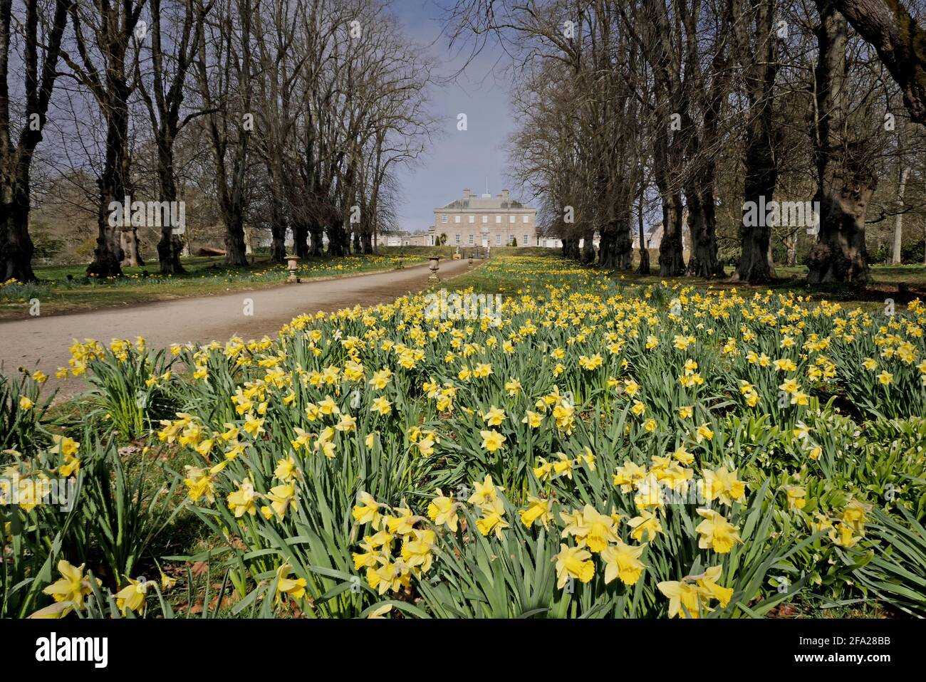 Una vista di Haddo House in primavera con narcisi piena fioritura Foto Stock