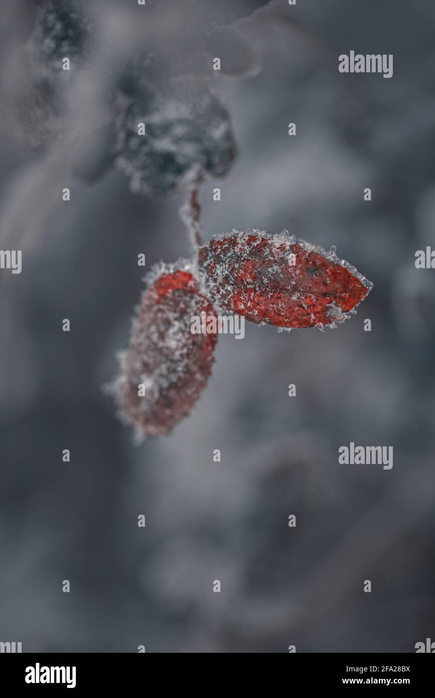 Primo piano di foglie e piante ricoperte di hoarfrost Foto Stock