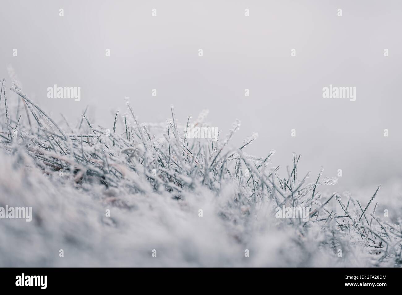 Gelo mattutino sull'erba Foto Stock