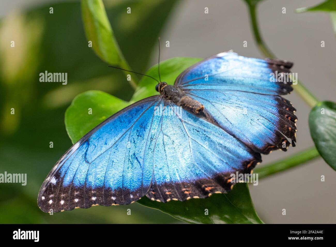 Farfalla blu, Morpho peleides, il Peleides blu morfo, comune morfo o l'imperatore si diffonde le ali blu su brach molto da vicino. Foto Stock