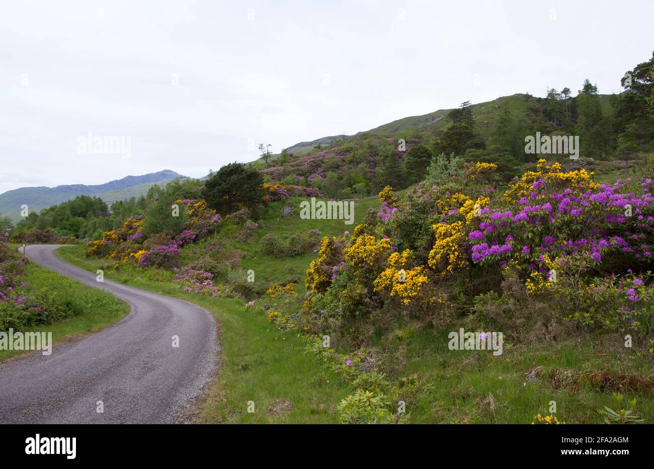 Scopa, Cytisus scoparius, e Rododendri, Rhododendron ponticum che cresce accanto alla strada attraverso Glen Garry, Highland, Scozia, Regno Unito. Foto Stock
