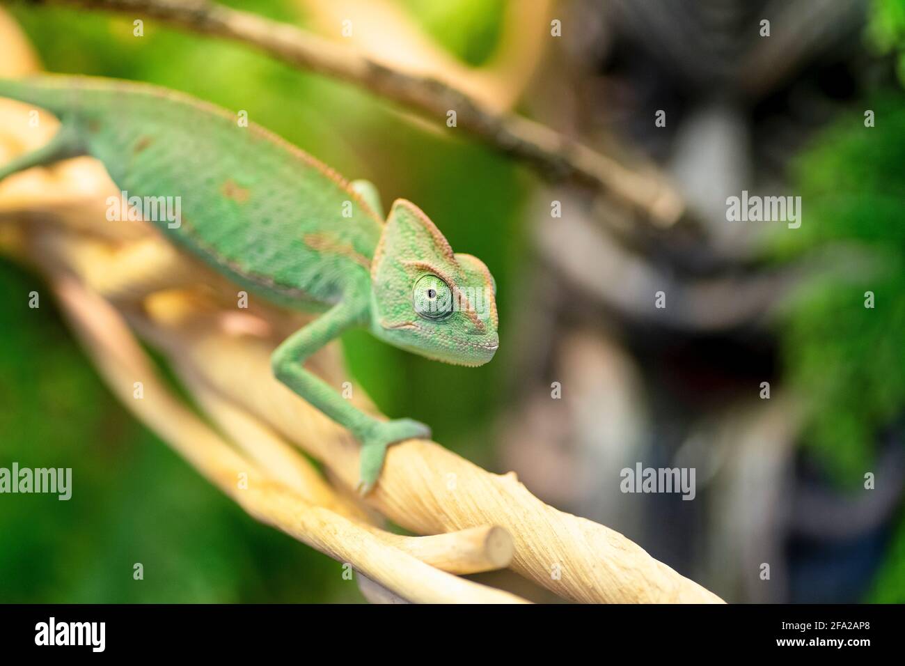 Chameleon siede su un ramo nella giungla. Esotico camaleonte verde rettile giungla lucertola riposante su viti tropicali nella giungla. Foto di alta qualità Foto Stock