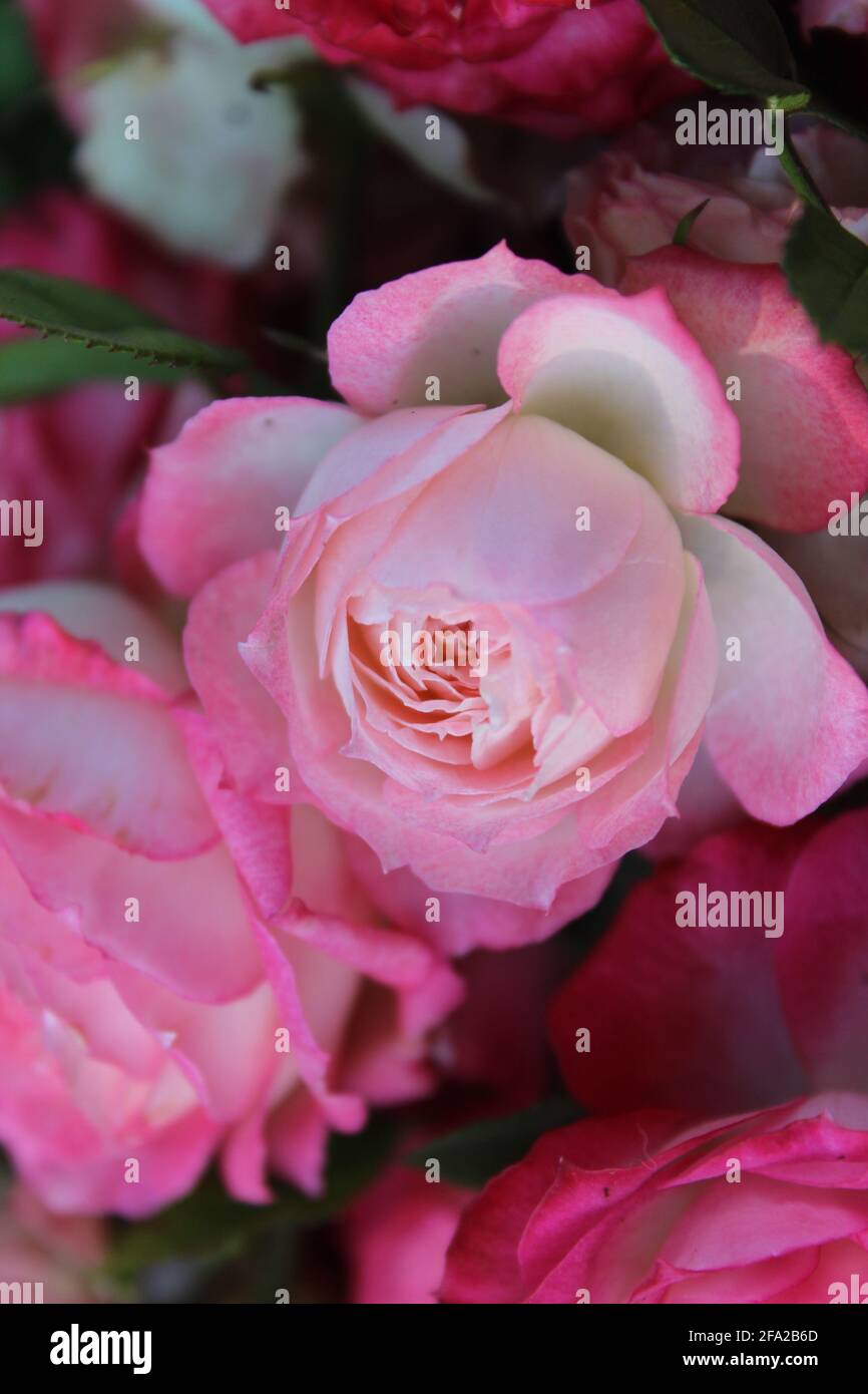 Rosa enana (rosa sp) Foto Stock