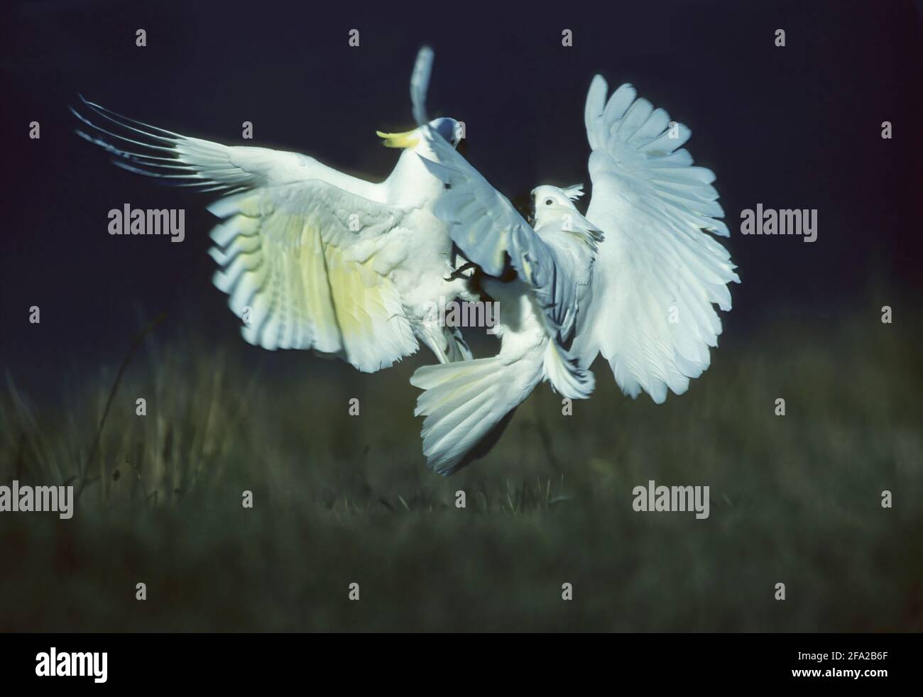 Sulphur Cockatoo combattendo Cacatua galerita Wilson's Promontry Victoria, Australia BI006568 Foto Stock