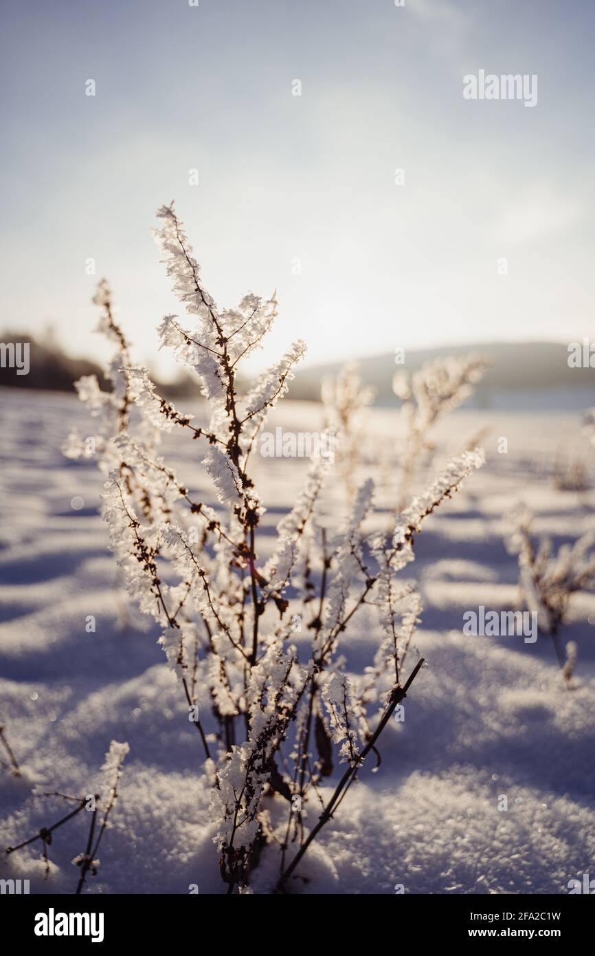Surgelati su un campo innevato. Il legno di spazzolatura sembra geloso. Il sole scintilla attraverso i cristalli di ghiaccio durante una bella giornata di sole in Germania, Europa. Foto Stock