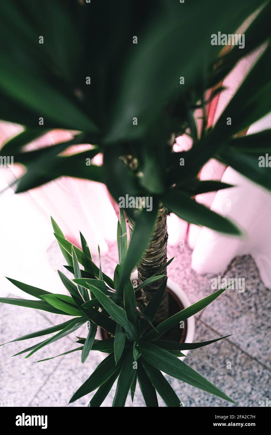 Una palma di yucca si trova all'interno di fronte ad una tenda rosa. Dettagli e scatti medi mostrano le belle foglie verdi e il tronco dell'agave. Foto Stock