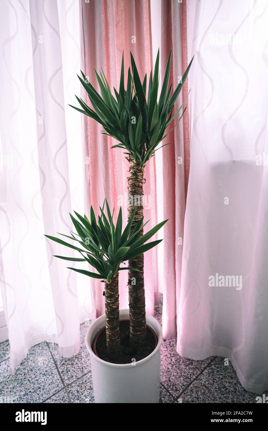 Una palma di yucca si trova all'interno di fronte ad una tenda rosa. Dettagli e scatti medi mostrano le belle foglie verdi e il tronco dell'agave. Foto Stock