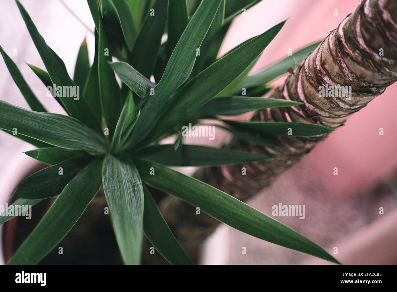 Una palma di yucca si trova all'interno di fronte ad una tenda rosa. Dettagli e scatti medi mostrano le belle foglie verdi e il tronco dell'agave. Foto Stock